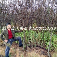 红叶李5-6公分苗