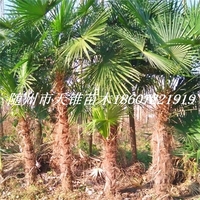 棕榈高250-350公分苗